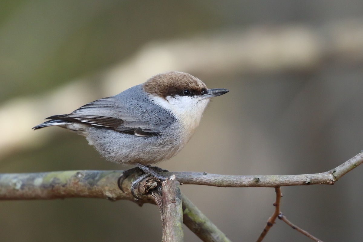 Brown-headed Nuthatch - Kojo Baidoo