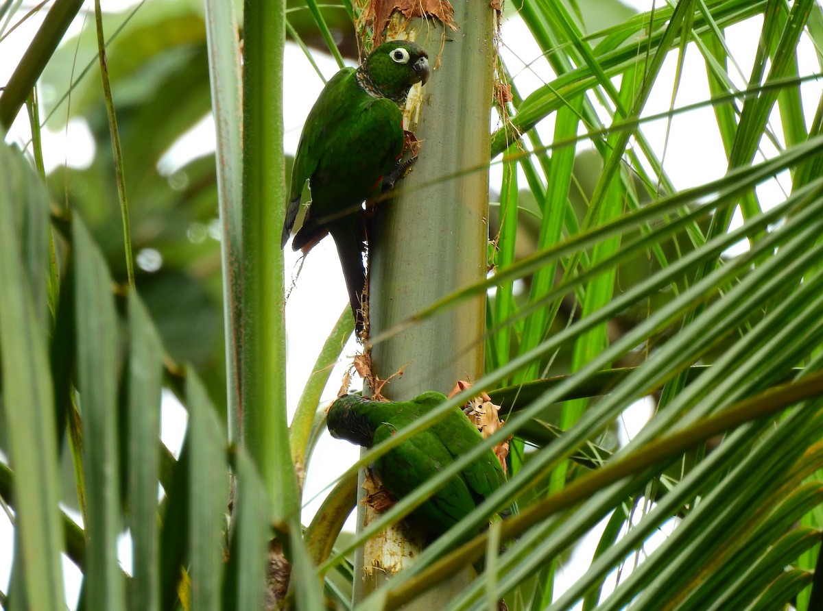 Maroon-tailed Parakeet - Estrella Miah Velasquez Ruiz