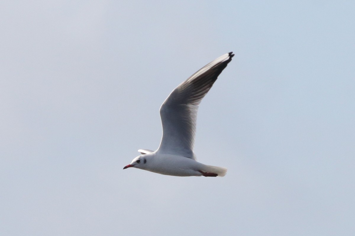 Mouette rieuse - ML297683701
