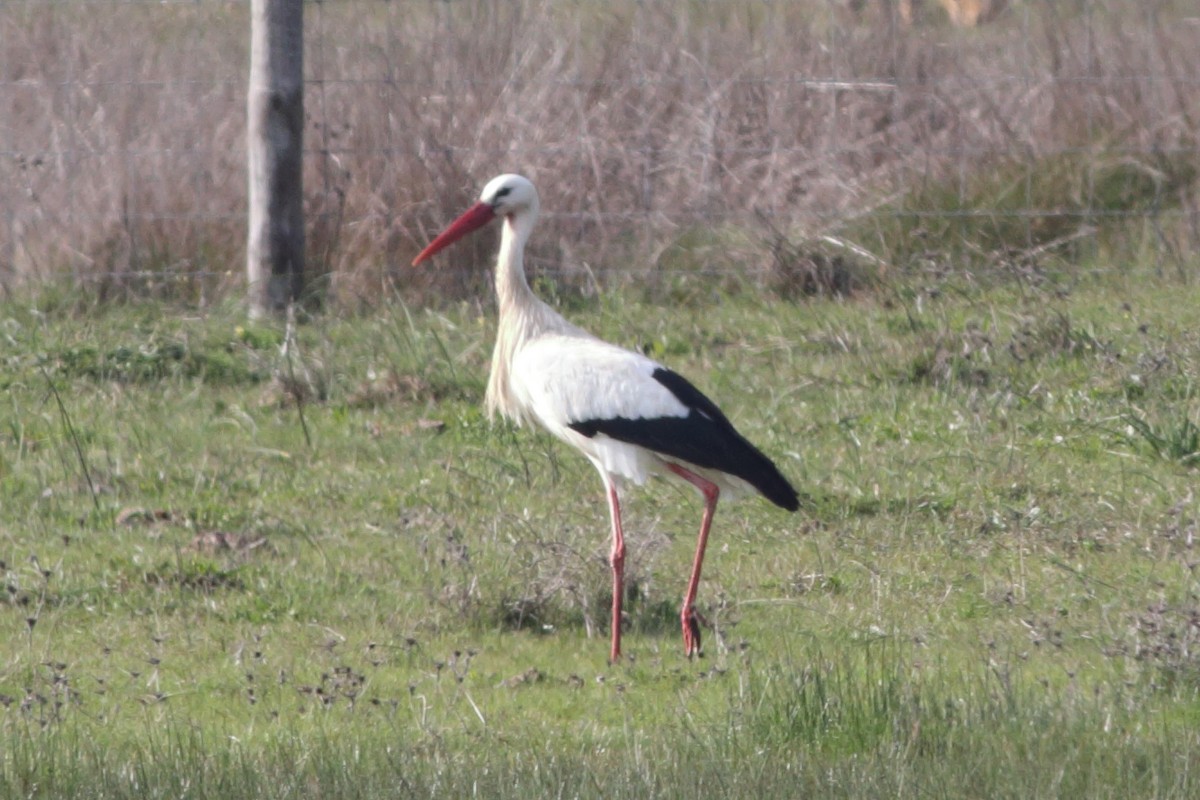 Cigogne blanche - ML297683901