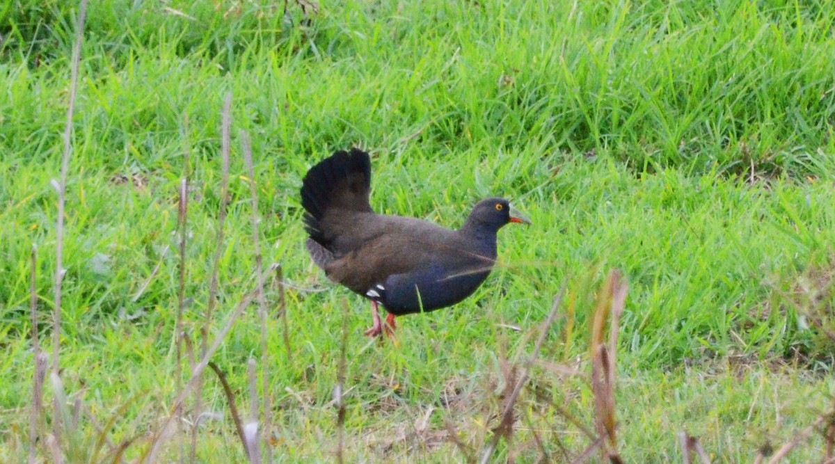 Black-tailed Nativehen - Tony Bischoff