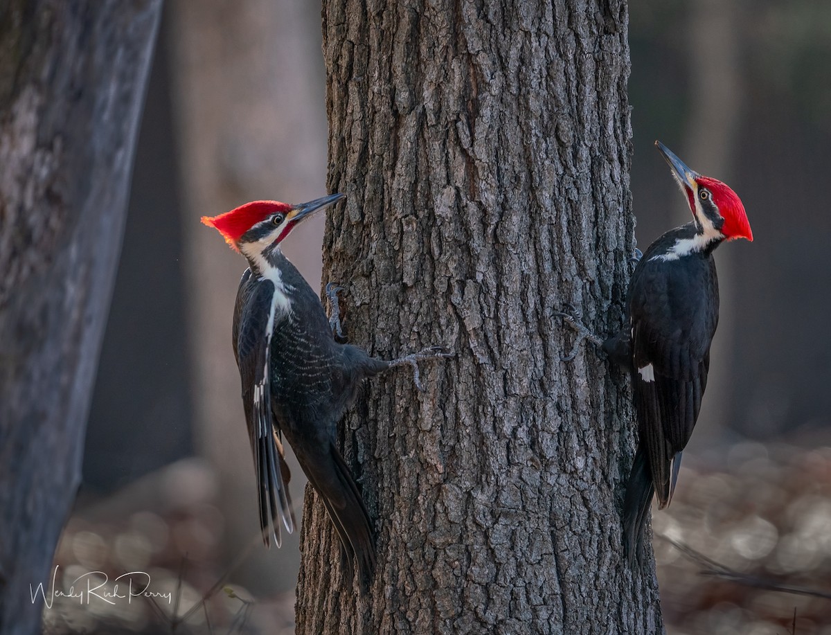 Pileated Woodpecker - Wendy Perry