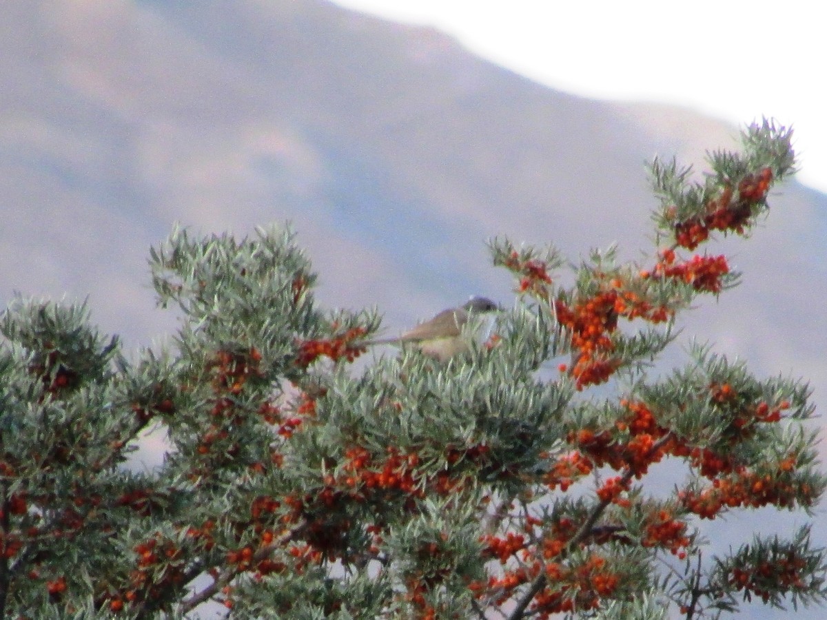 Lesser Whitethroat (Hume's) - Siddhesh Surve