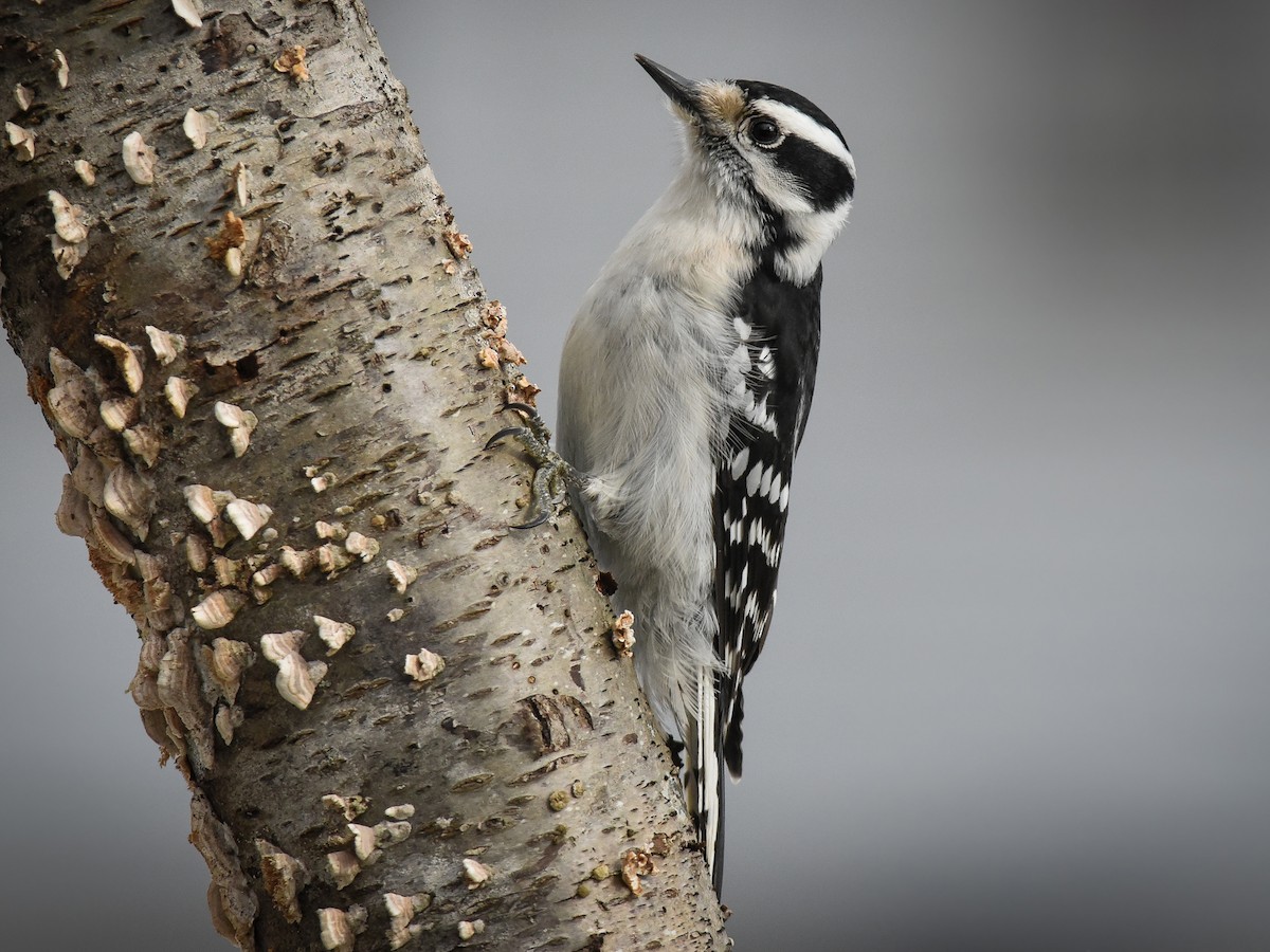 Female (Eastern)