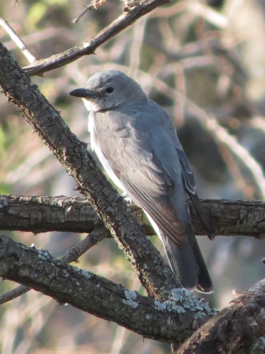 White-breasted Cuckooshrike - ML29769491