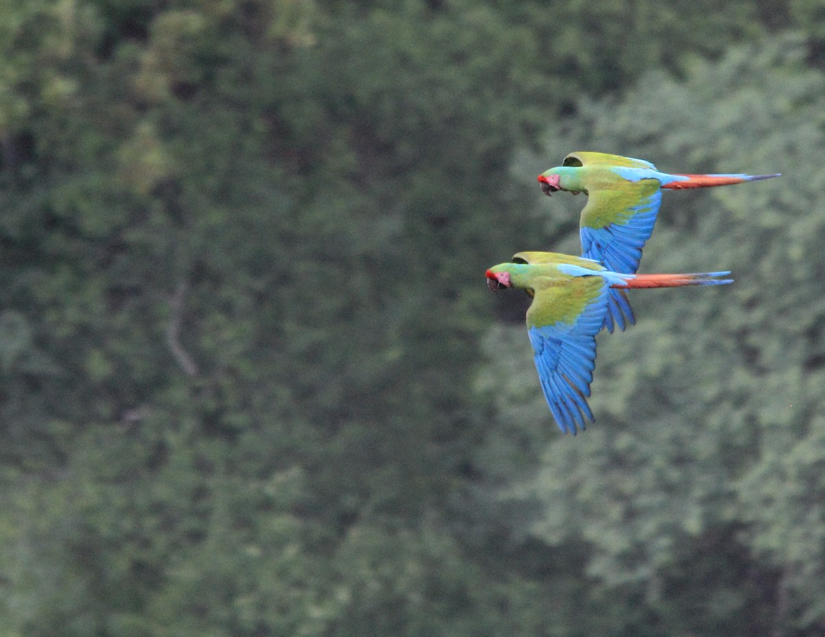 Military Macaw - ML29769601