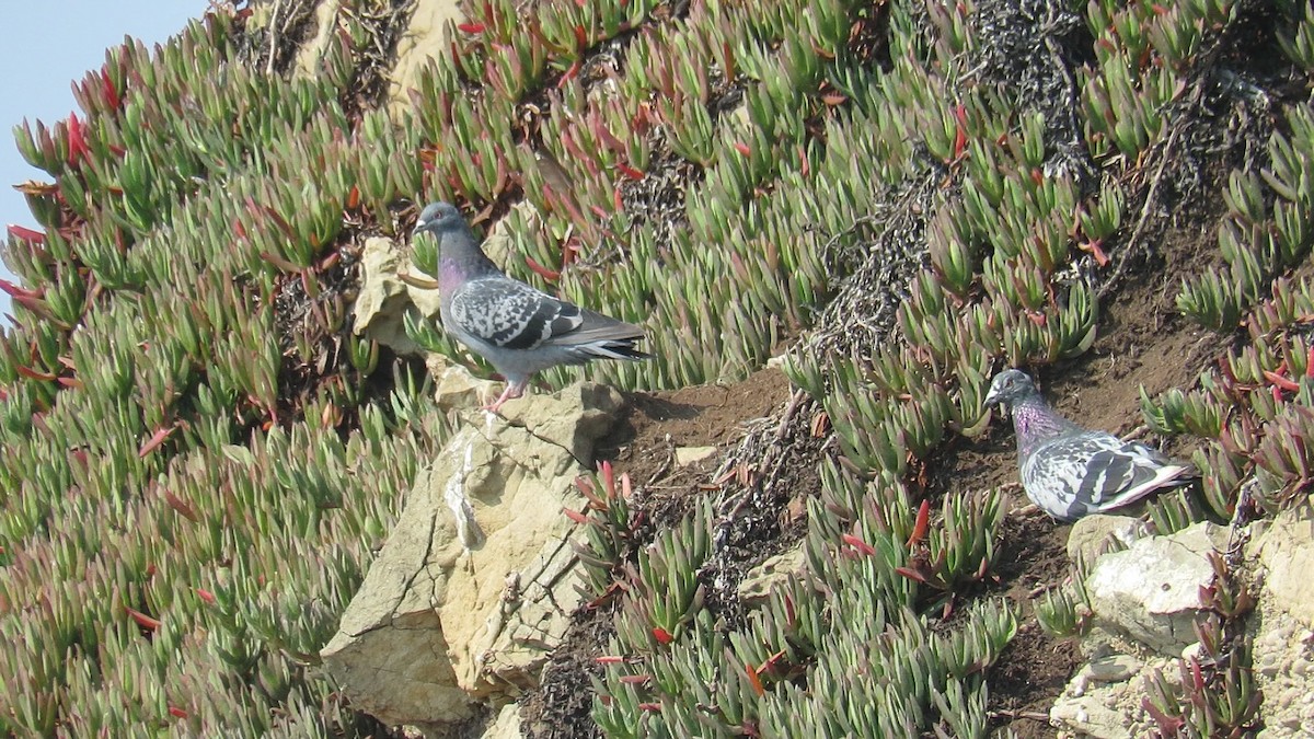 Rock Pigeon (Feral Pigeon) - ML297696401