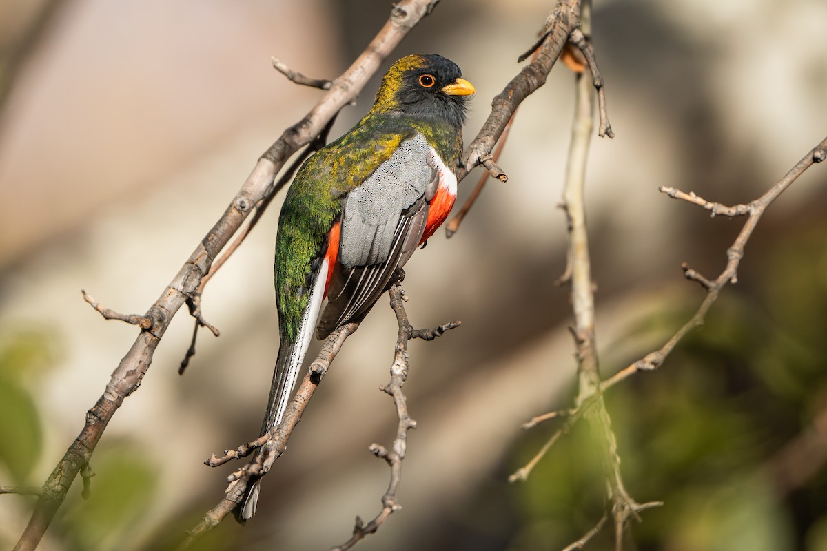 trogon krásný - ML297696621