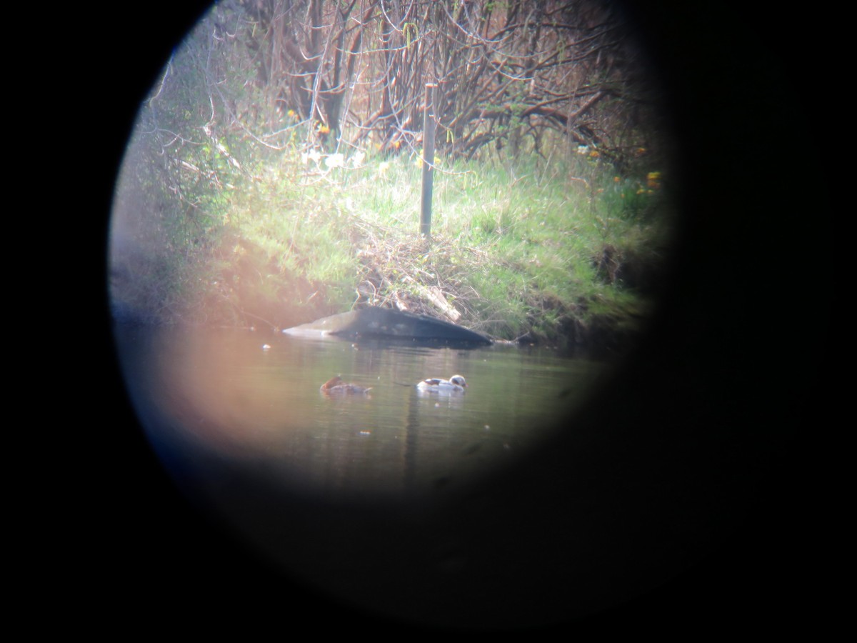 Long-tailed Duck - ML297699321