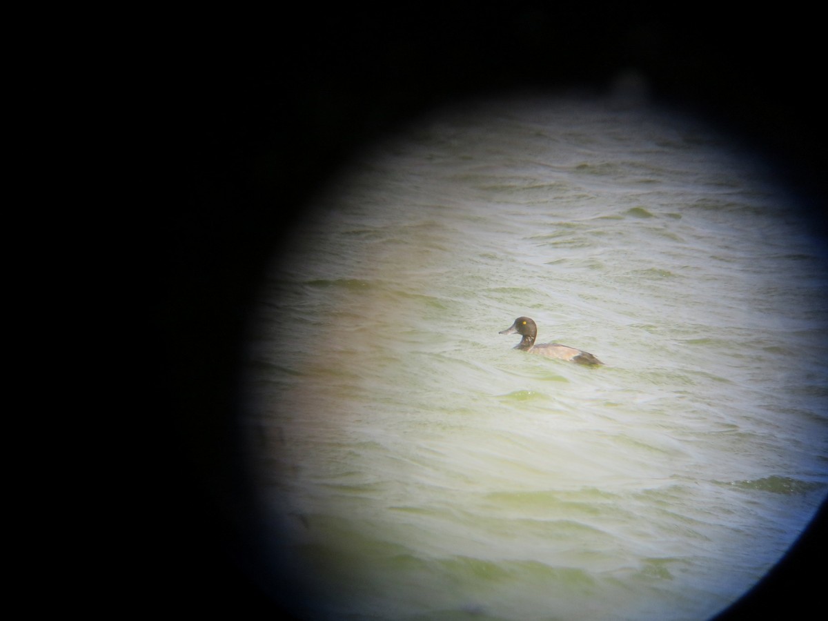 Greater Scaup - ML297699831