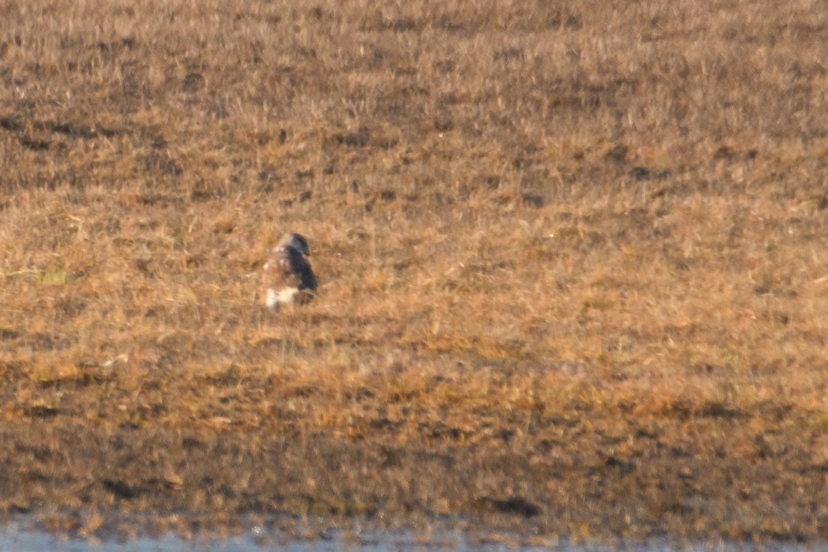 Ferruginous Hawk - ML297700141