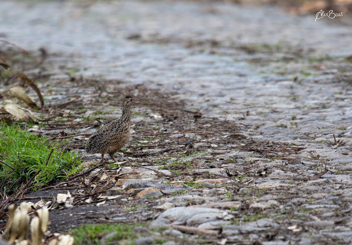 Curve-billed Tinamou - ML297700411