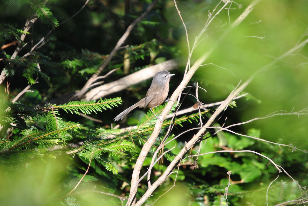 Wrentit - ML297703071