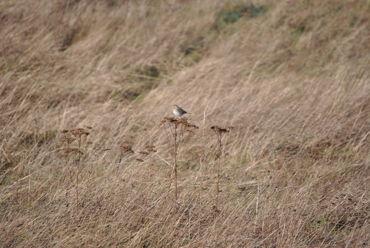 Savannah Sparrow - ML297703211