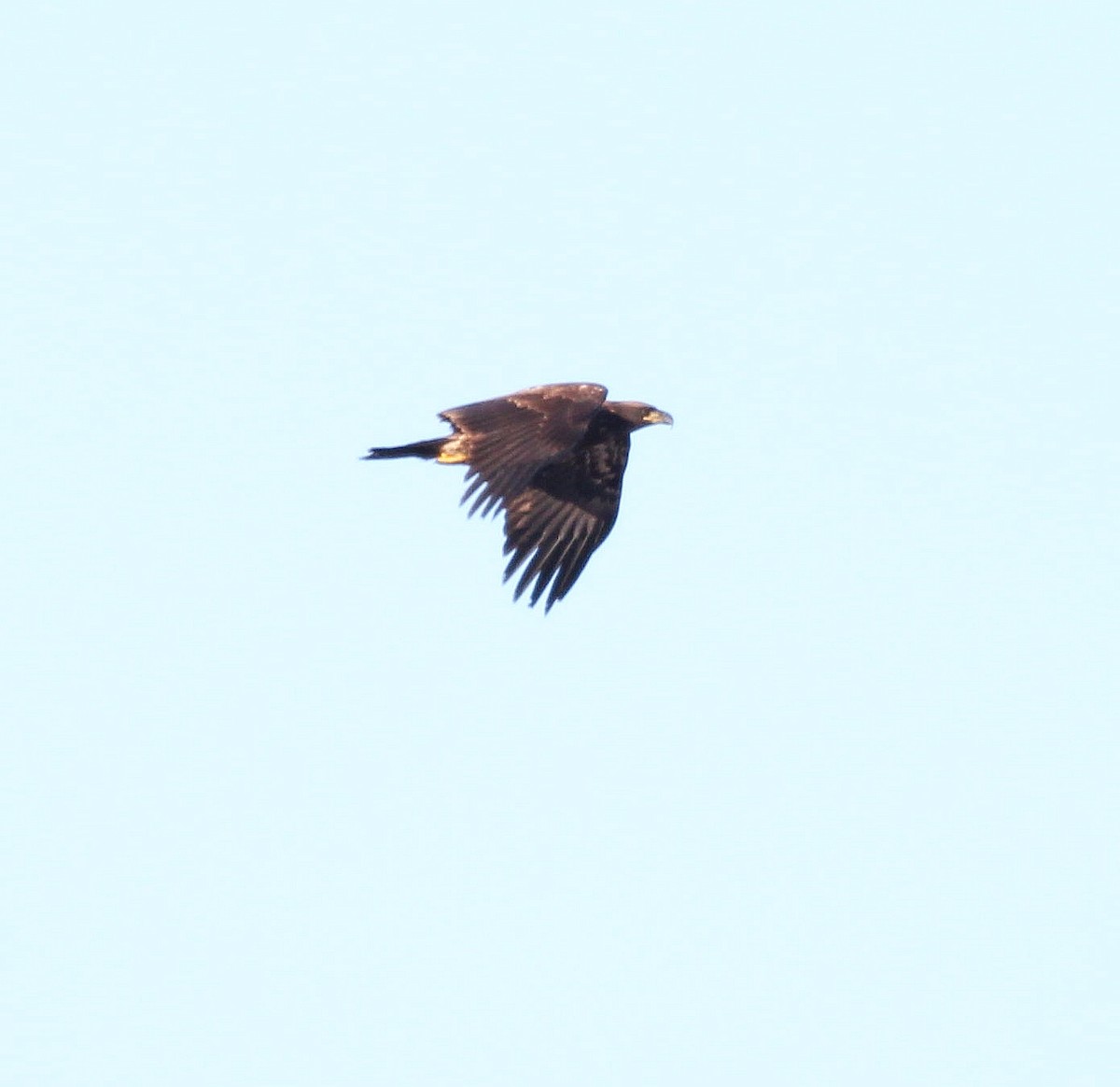 Bald Eagle - Charles Fitzpatrick