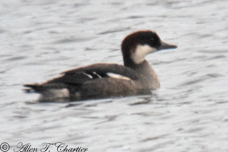 merganser sp. - ML297704491