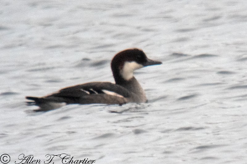 merganser sp. - ML297704501