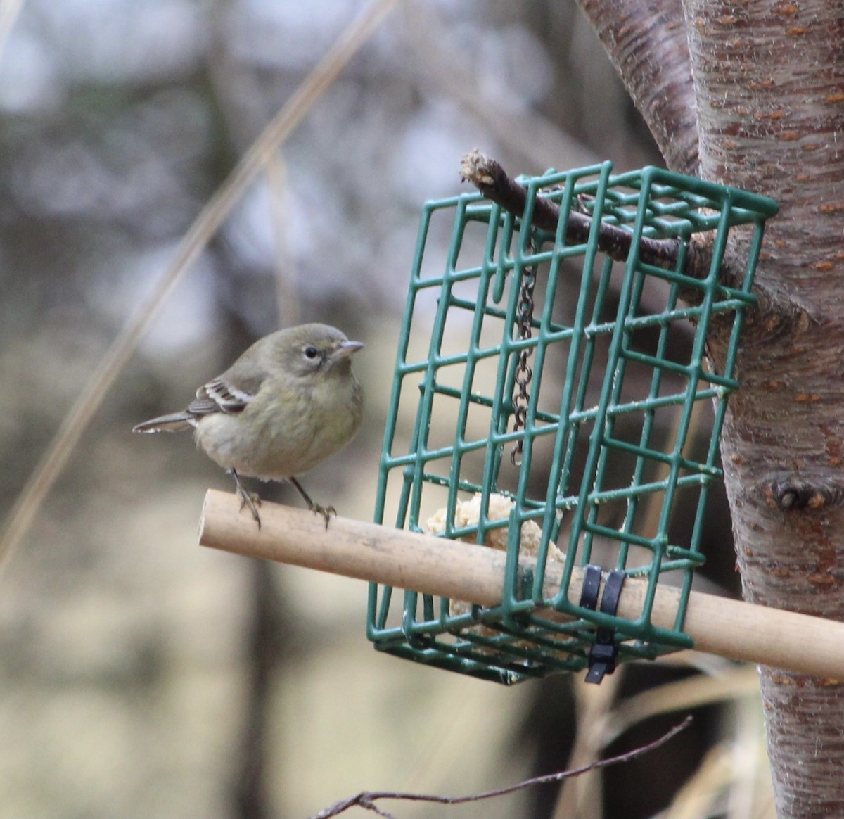 Pine Warbler - Robert (Bobby) Blackmore