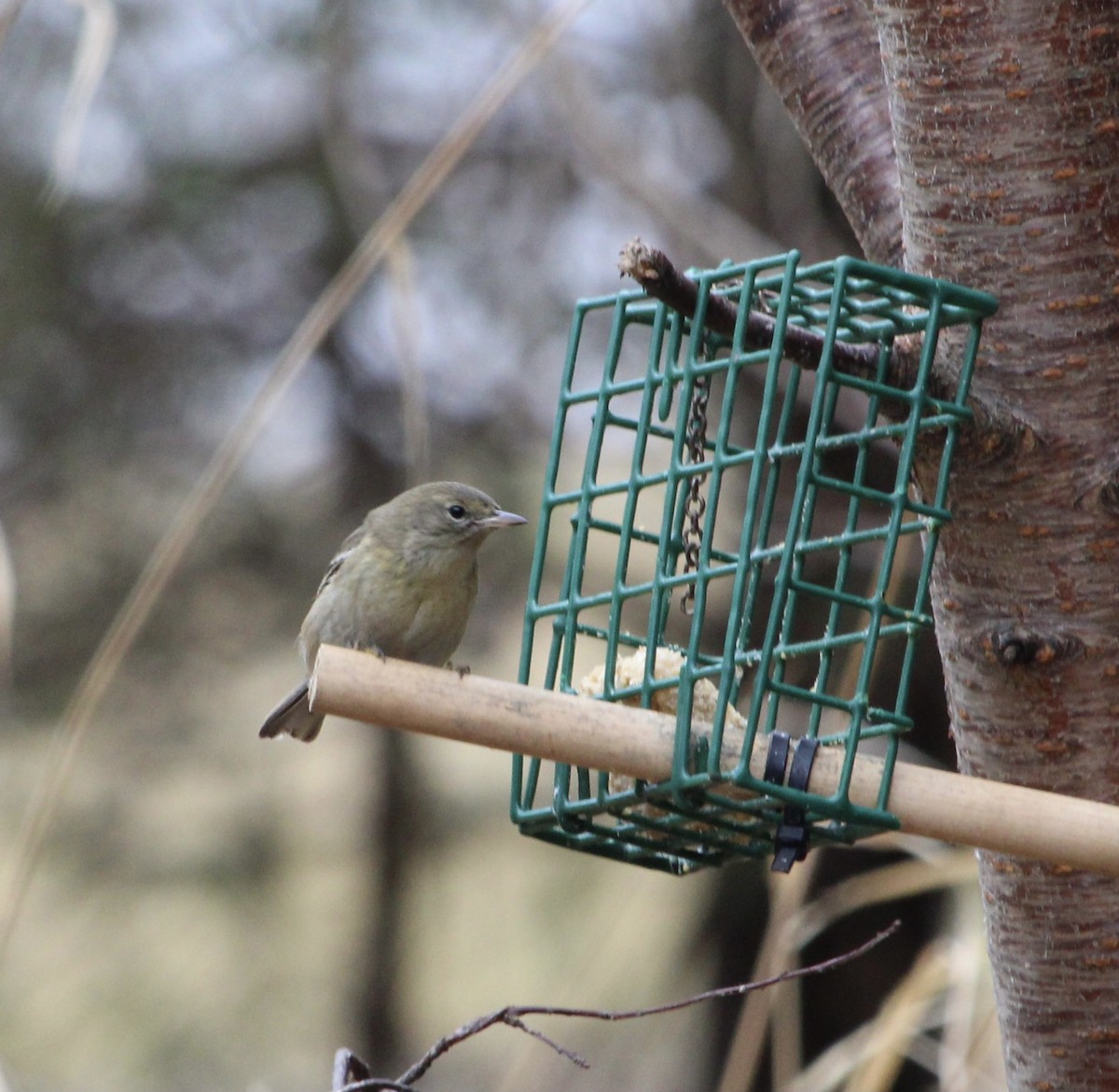 Pine Warbler - Robert (Bobby) Blackmore