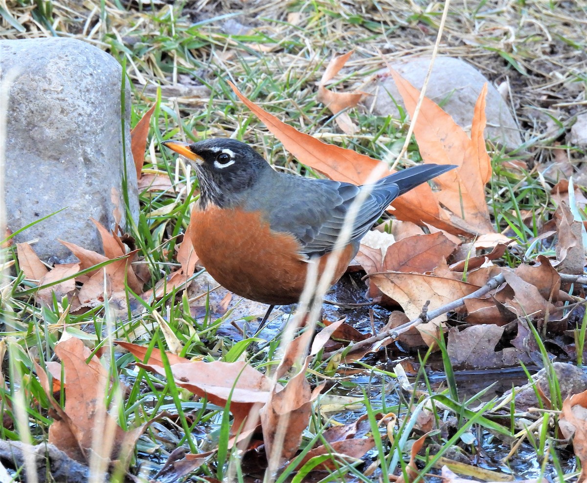 American Robin - ML297705301