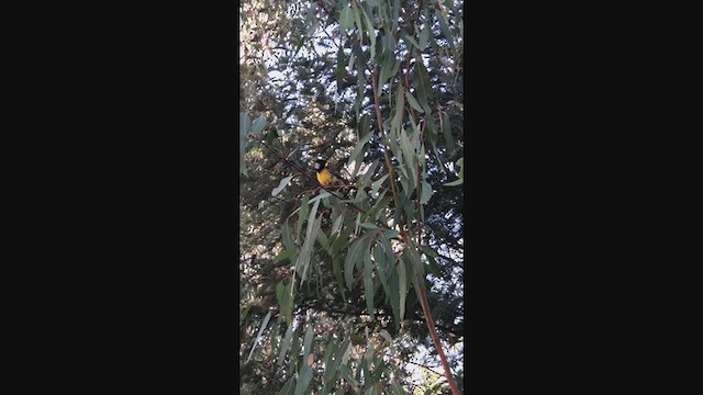 Golden Whistler (Eastern) - ML297705611