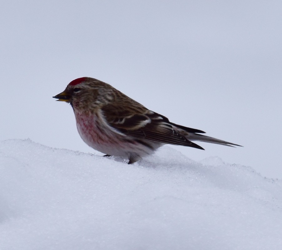 Common Redpoll - ML297706341