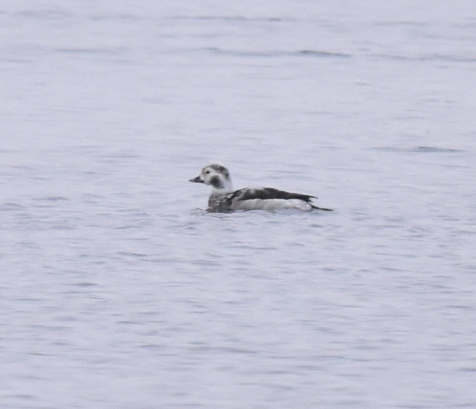 Long-tailed Duck - Regis Fortin