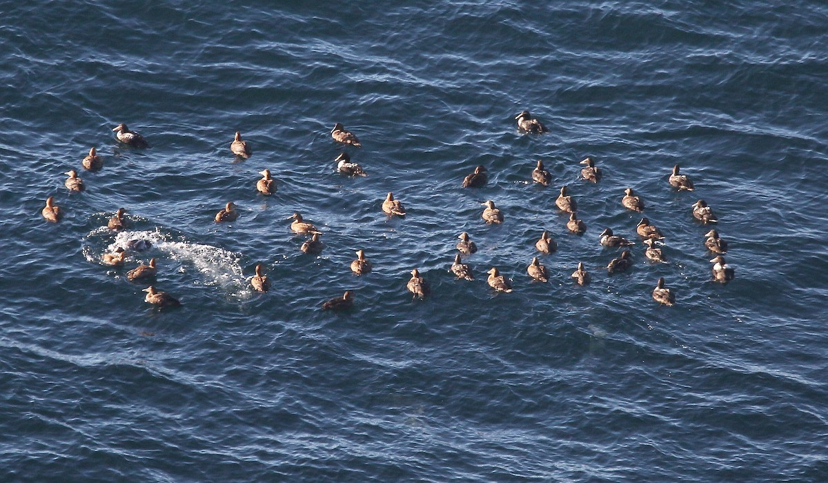 Common Eider - Charles Fitzpatrick