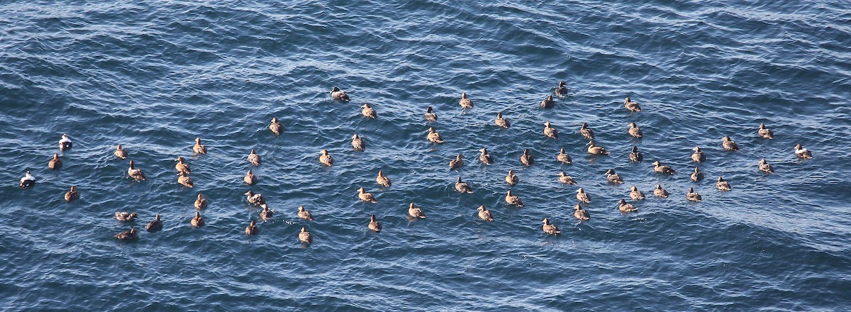 Common Eider - ML297710331