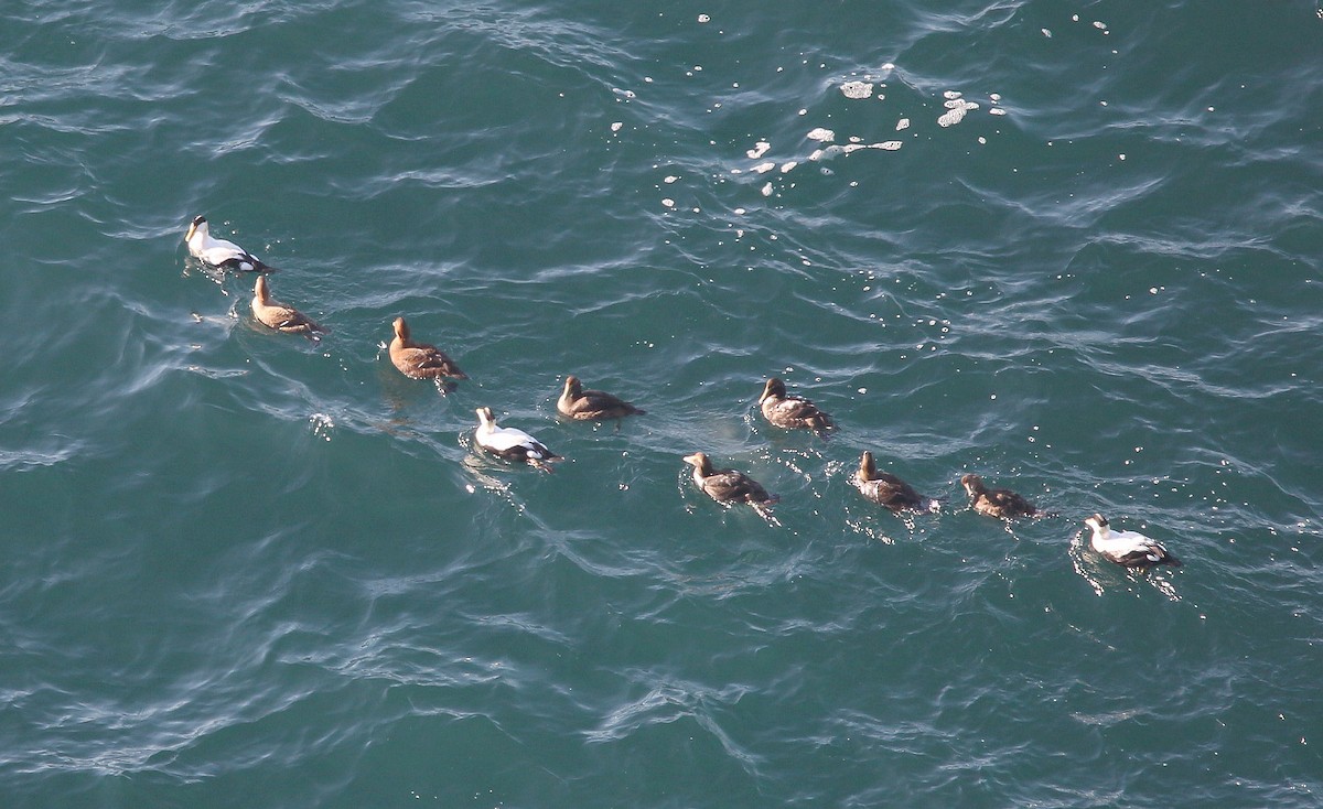 Common Eider - Charles Fitzpatrick