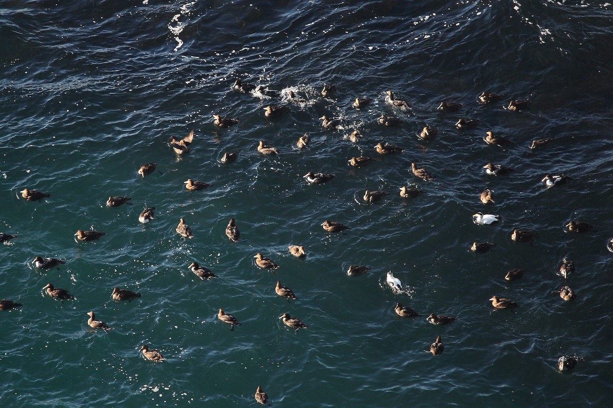 Common Eider - Charles Fitzpatrick