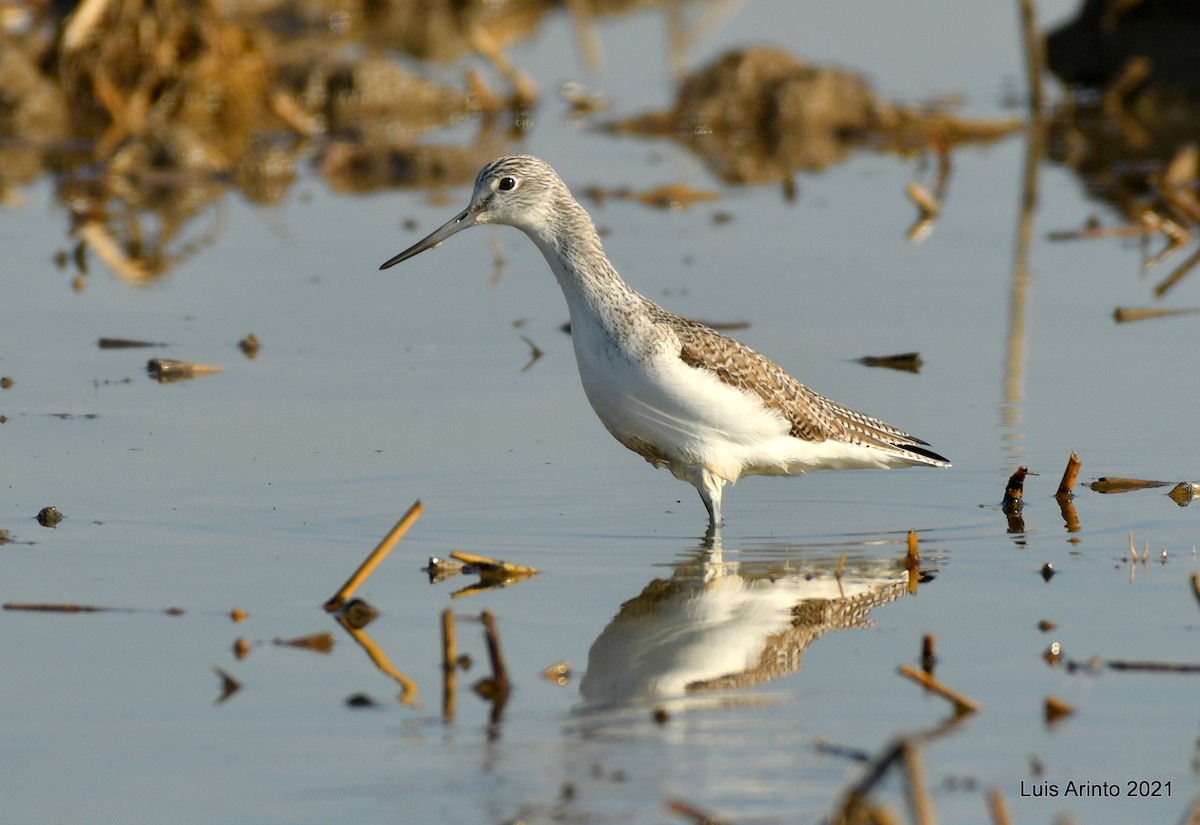 Common Greenshank - Luis Arinto