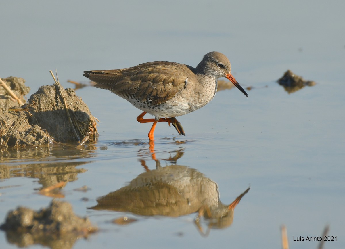 Common Redshank - Luis Arinto