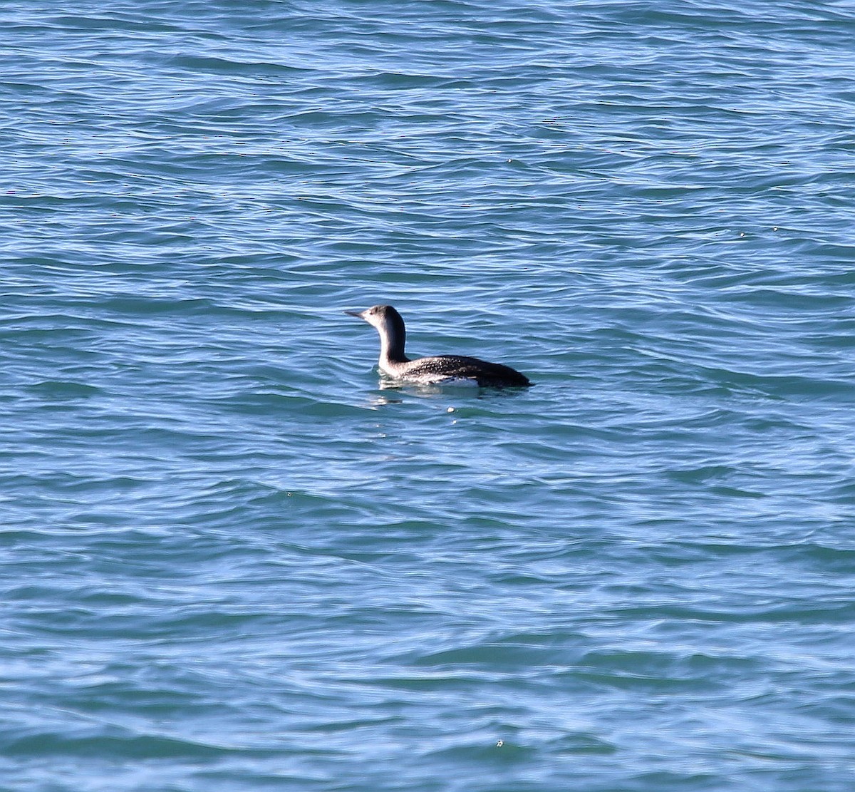 Red-throated Loon - ML297713881