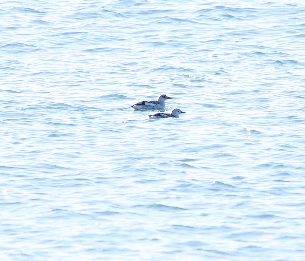 Black Guillemot - ML297715341