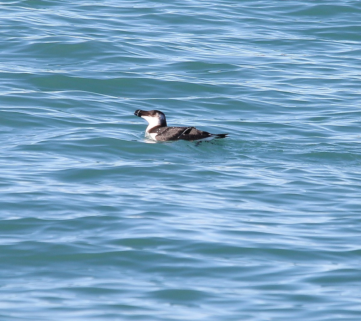 Razorbill - ML297715541