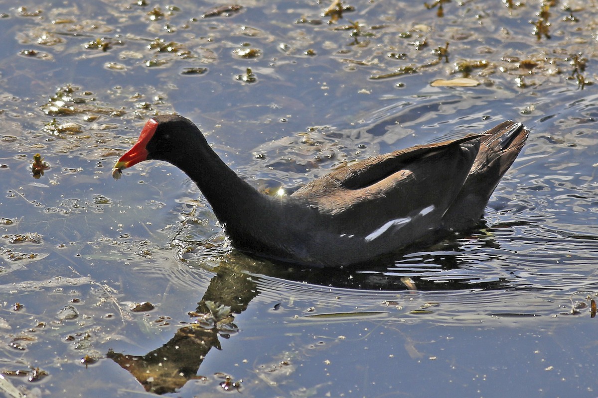 Common Gallinule - ML29771761