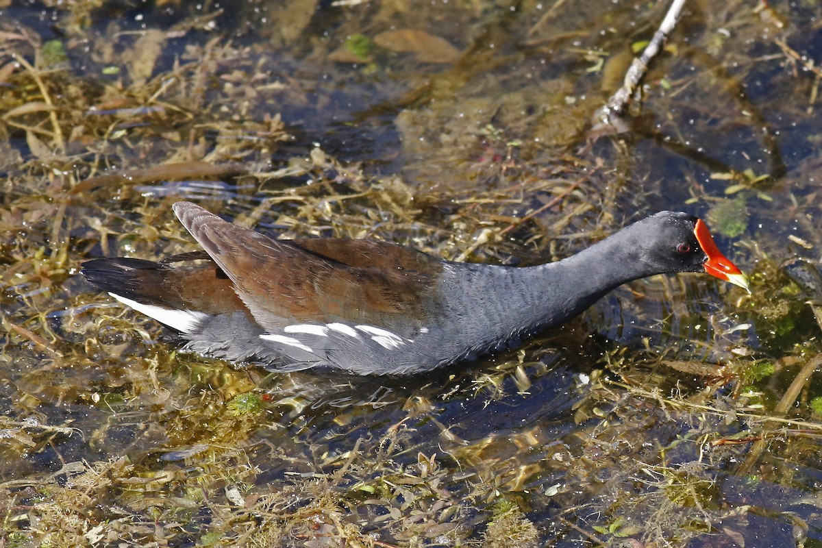 Common Gallinule - ML29771781