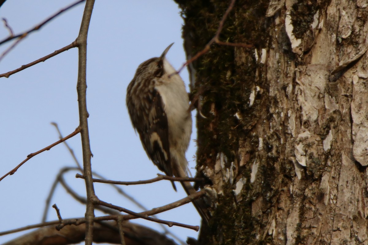 Brown Creeper - ML297718501