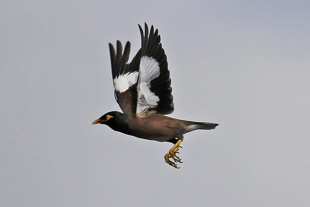 Common Myna - William Keim