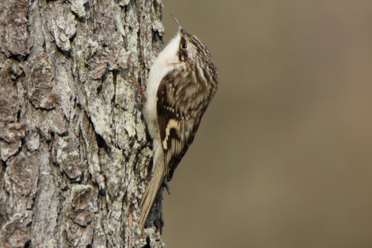 Brown Creeper - ML297718531