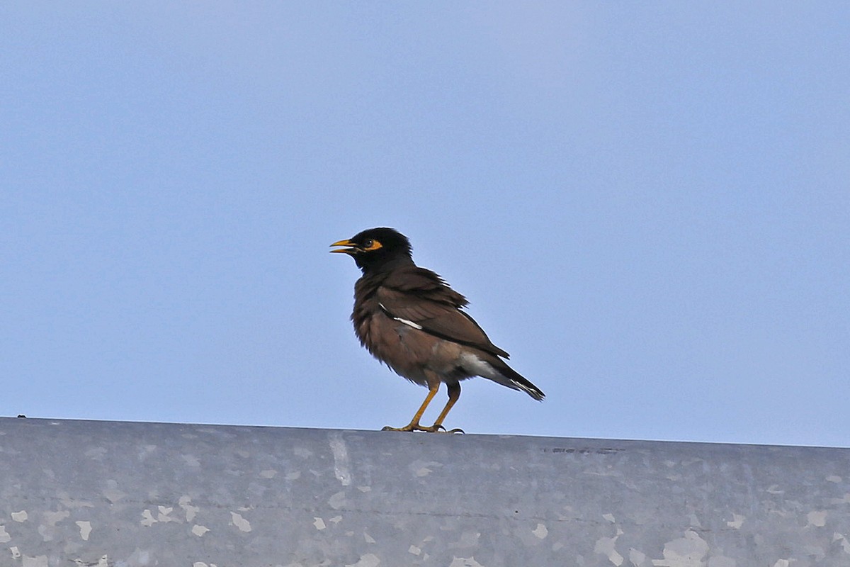 Common Myna - ML29771861