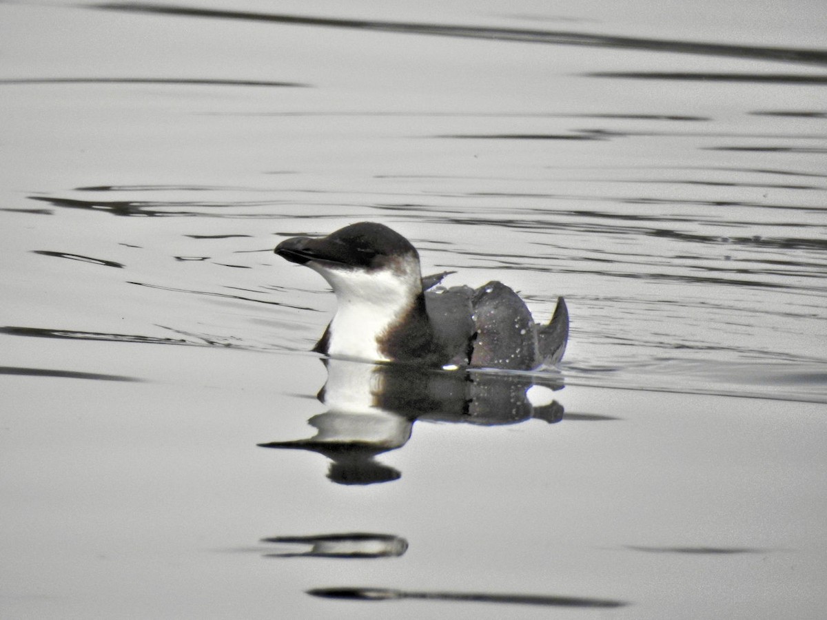 Razorbill - ML297719271