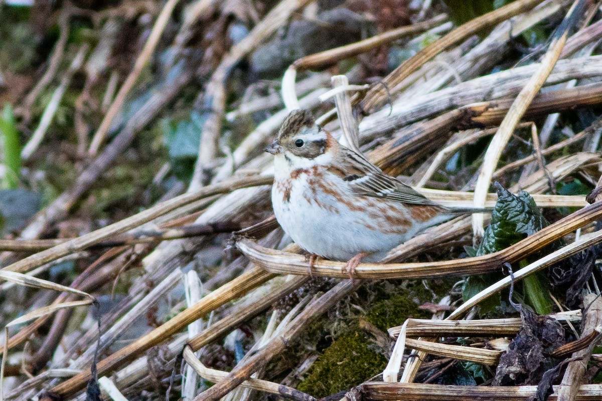 Rustic Bunting - ML29771991