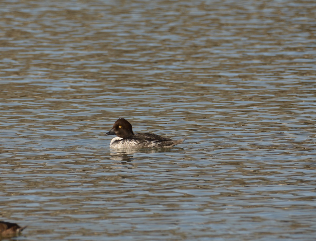 Common Goldeneye - ML297722901