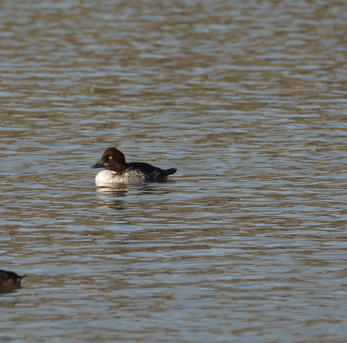 Common Goldeneye - ML297722991