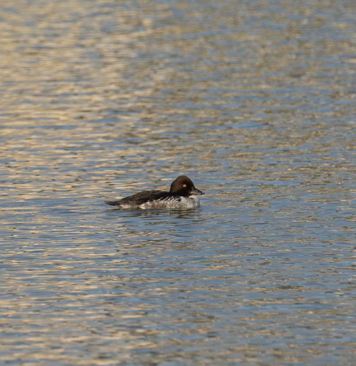 Common Goldeneye - ML297723501