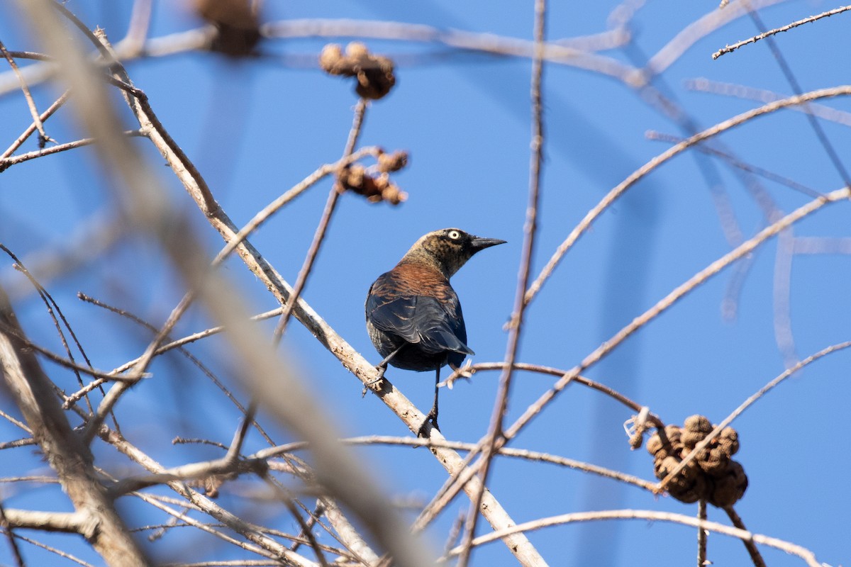 Rusty Blackbird - Will Taber