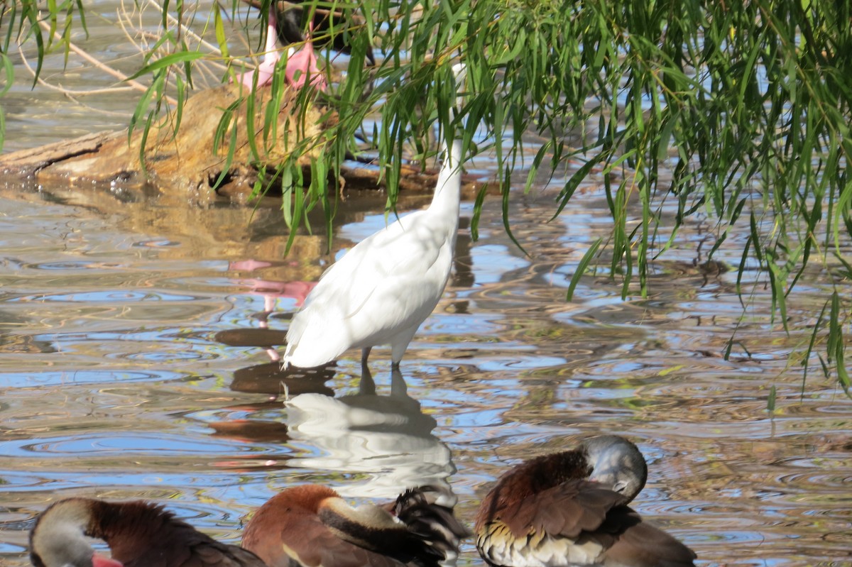 Snowy Egret - ML297727531