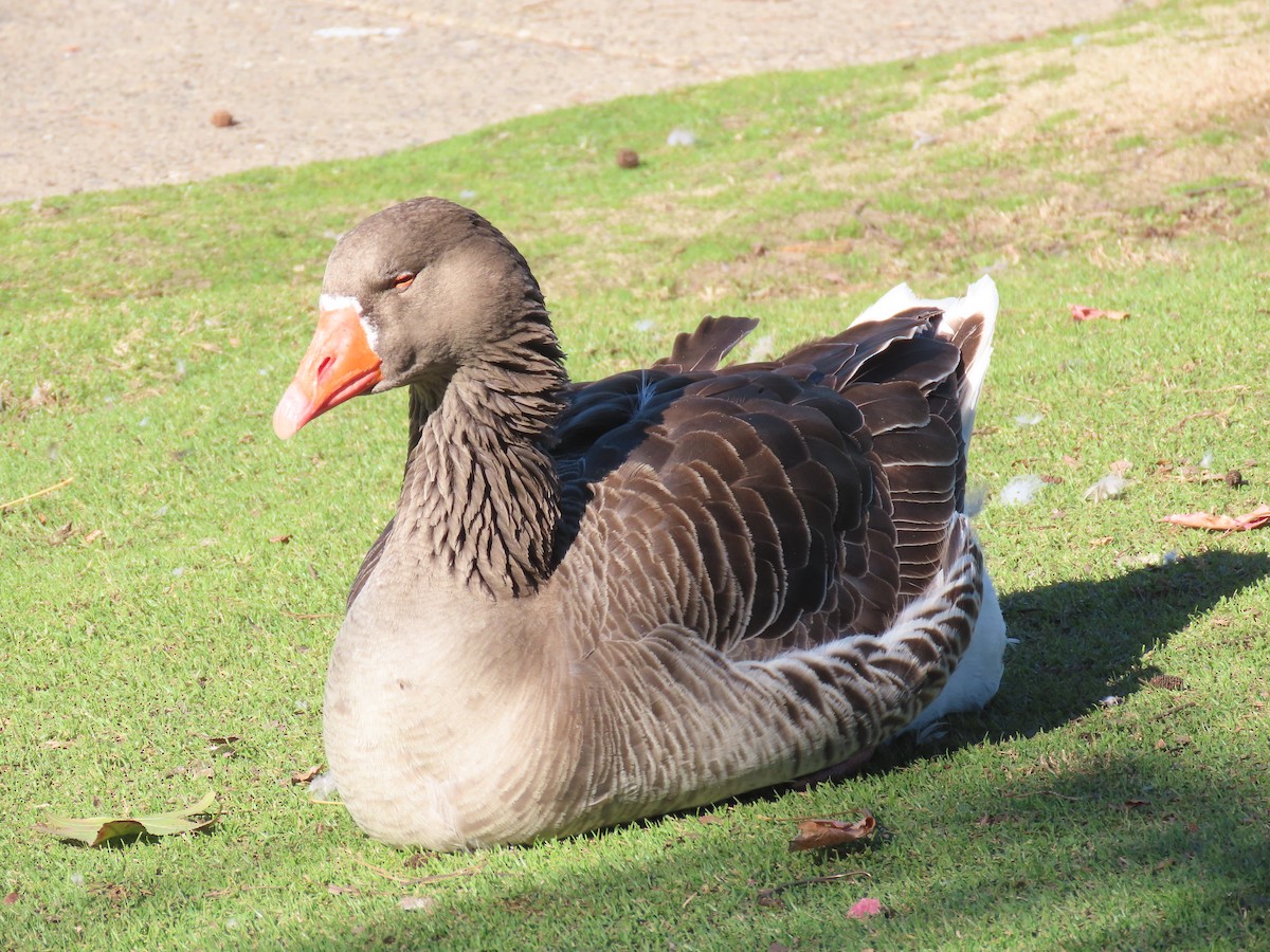 Graylag Goose (Domestic type) - ML297728601